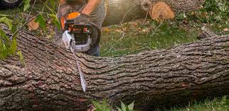 Trusted Texarkana, AR Tree Care Experts